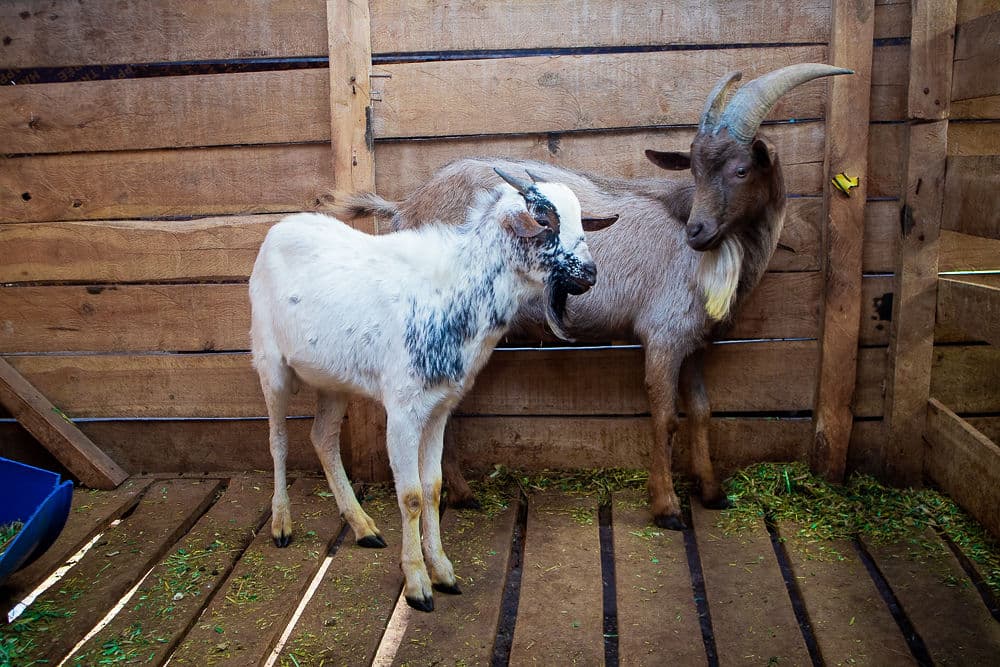 Goats