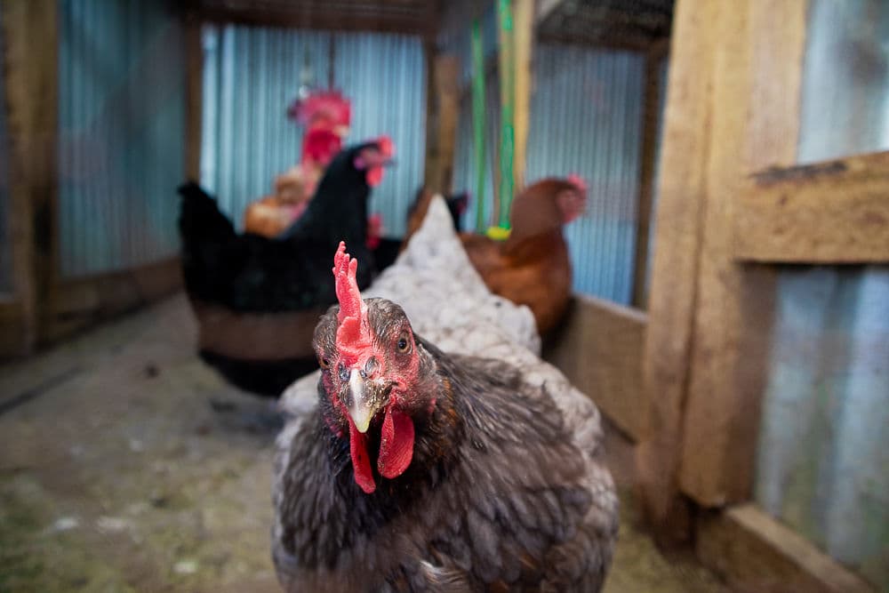 Chickens