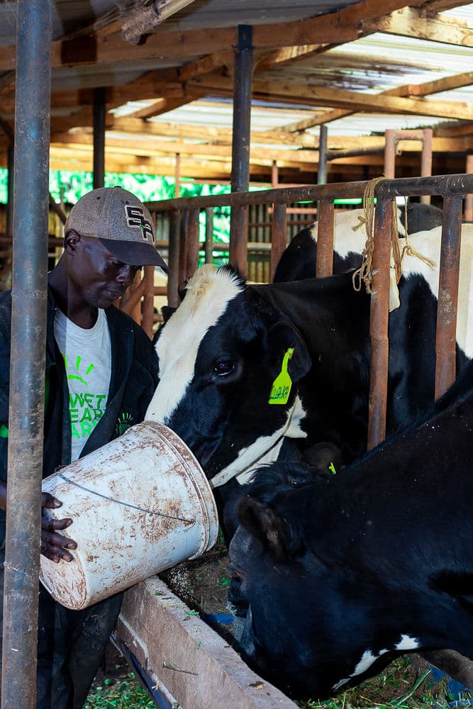 Dairy Cows