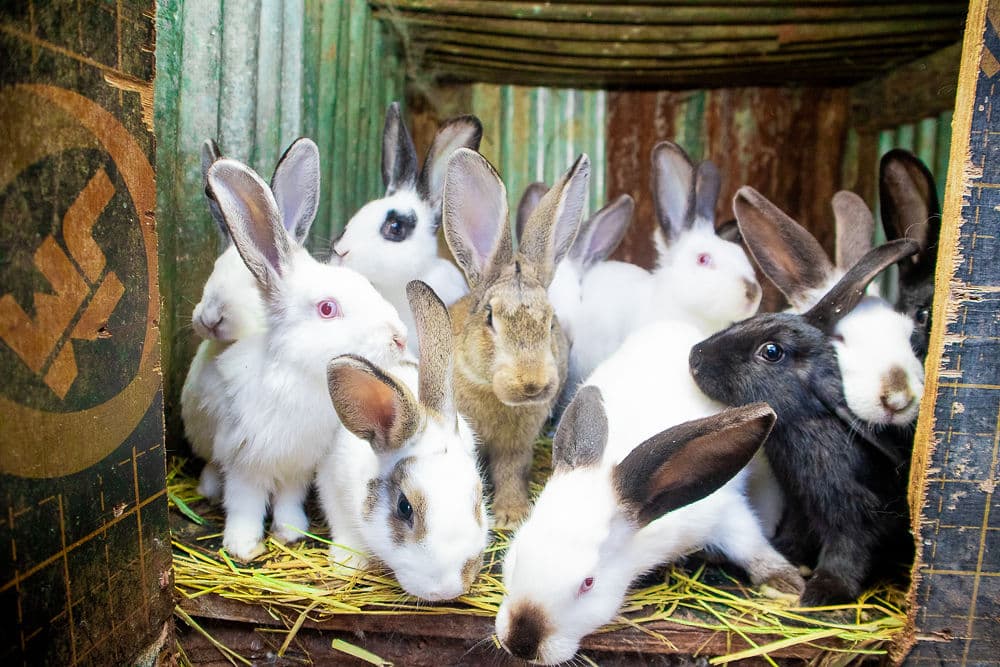Rabbits