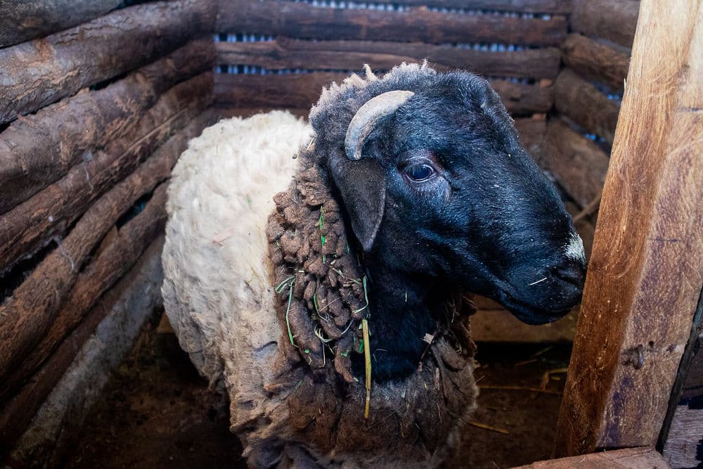 Sheep